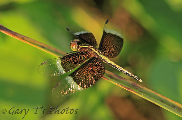 Pied Parasol (Neurothemis tulle - Male)
