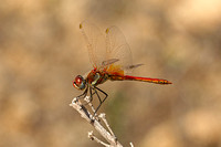 Red-veined Darter (Sympetrum fonscolombii - Male)