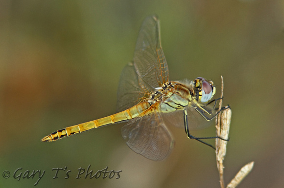 Red-veined Darter (Sympetrum fonscolombii - Male Immature)