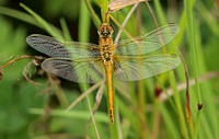 Red-veined Darter (Sympetrum fonscolombii - Male Immature)