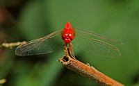 Oriental Scarlet (Crocothemis servile servile - Male)