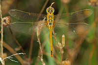 Red-veined Darter (Sympetrum fonscolombii - Female Immature)