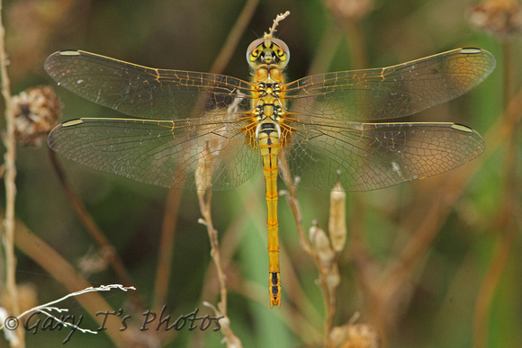 Red-veined Darter (Sympetrum fonscolombii - Female Immature)