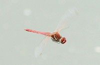 Red-veined Darter (Sympetrum fonscolombii - Male)