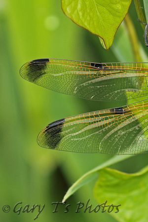 Four-spotted Chaser (Libellula quadrimaculata praenubila - Female)