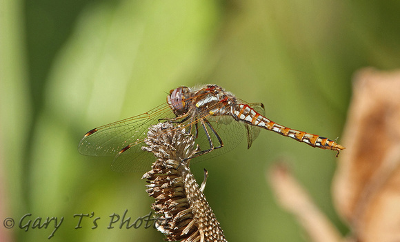 Variegated Meadowhawk (Sympetrum corruptum - Male)