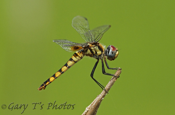 Scarlet Basker (Urothemis signata - Female)