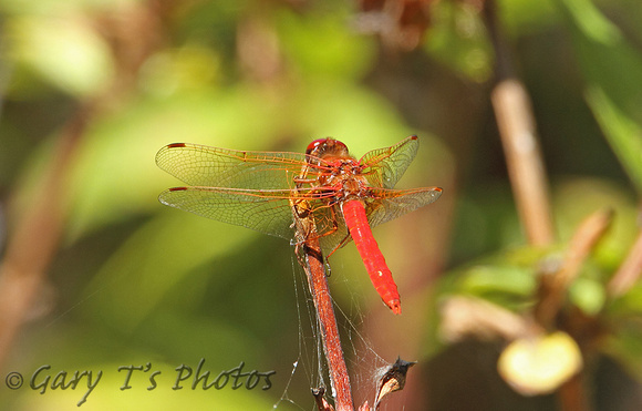 Cardinal Meadowhawk (Sympetrum illotum - Male)