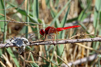 Scarlet Darter (Crocothemis erythraea - Male)