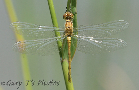 Southern Darter (Sympetrum meridionals - Female Immature)