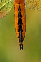 Scarce Chaser (Libellula fulva - Male Immature)
