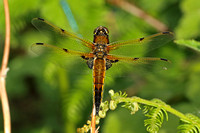 Four-spotted Chaser (Libellula quadrimaculata - Male)