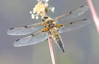 Four-spotted Chaser (Libellula quadrimaculata - Male)