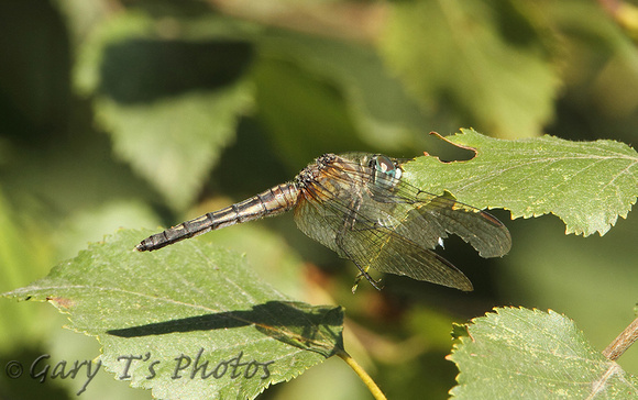 Blue Dasher (Pachydiplax longipennis - Female)