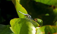 Blue Dasher (Pachydiplax longipennis - Male)
