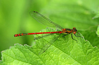 Large Red Damselfly (Pyrrhosoma nymphal - Female (Typica form))