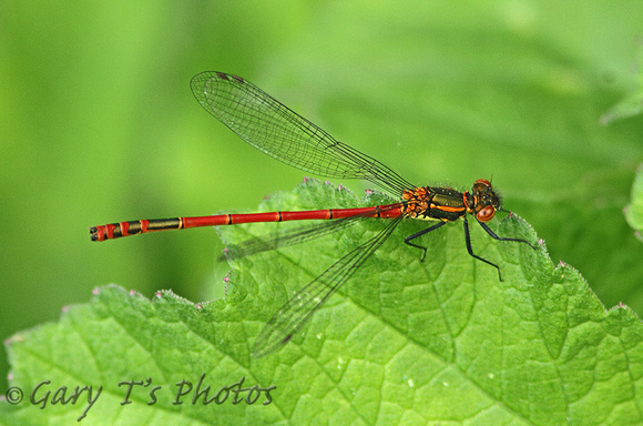 Large Red Damselfly (Pyrrhosoma nymphal - Female (Typica form))