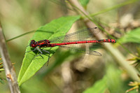 Large Red Damselfly (Pyrrhosoma nymphal - Male)
