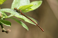 Large Red Damselfly (Pyrrhosoma nymphal - Male Immature)