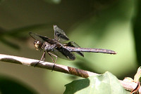 Black-winged Dragonlet (Erythrodiplax funereal - Female)