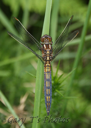 Keeled Skimmer (Orthetrum coerulescens - Male Immature)