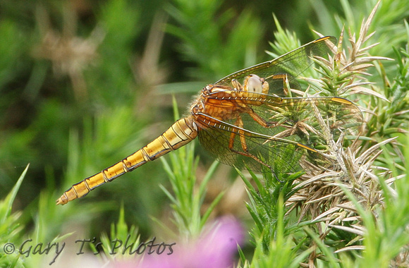 Keeled Skimmer (Orthetrum coerulescens - Female)