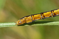 Keeled Skimmer (Orthetrum coerulescens - Female)