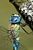 Hawker Dragonflies
