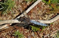 Keeled Skimmer (Orthetrum coerulescens - Male)