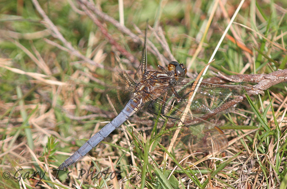 Keeled Skimmer (Orthetrum coerulescens - Male)