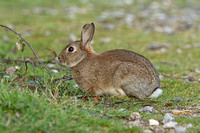 European Rabbit (Oryctolagus cuniculus - Adult)