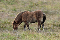 Exmoor Pony (Equus ferus caballus - Juvenile)