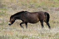 Exmoor Pony (Equus ferus caballus - Adult)