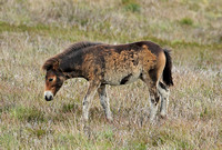 Exmoor Pony (Equus ferus caballus - Juvenile)