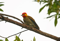 Yellow-throated Woodpecker (ssp. erythropis - Male)