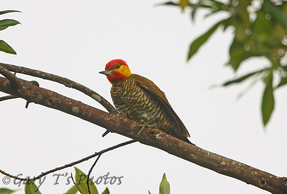 Yellow-throated Woodpecker (ssp. erythropis - Male)