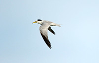 Yellow-billed Tern