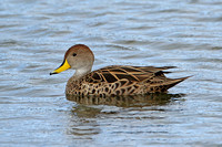 Yellow-billed Pintail (Adult)