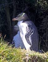 Yellow-eyed Penguin (Adult)