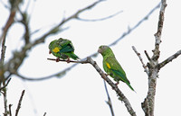 Yellow-chevroned Parakeet (Pair)