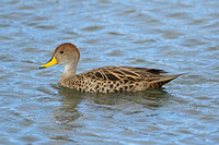 Yellow-billed Pintail (Adult)