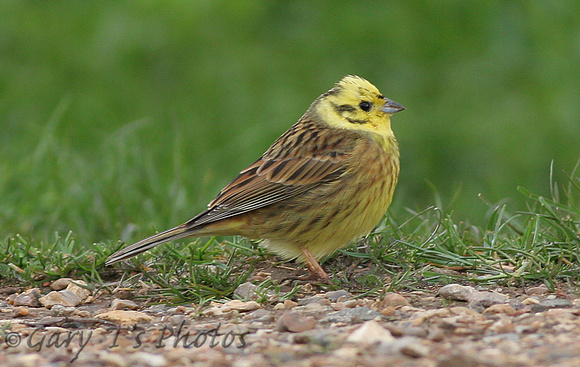 Yellowhammer (Male)