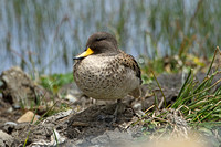 Yellow-billed Teal (Adult)