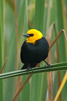 Yellow-hooded Blackbird (Male)