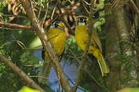 Yellow-eared Bulbul (Pair)