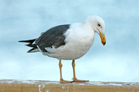 Yellow-footed Gull (2nd Summer)