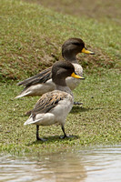 Yellow-billed Teal (Adults)