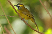 Yellow-eared Bulbul