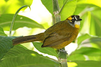 Yellow-eared Bulbul