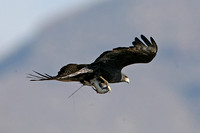 Zone-tailed Hawk (Adult)